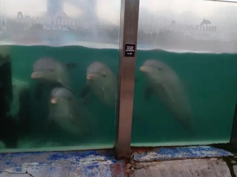 Las imágenes de los animales en el Aquarium de Mar del Plata las difundió el propio intendente.