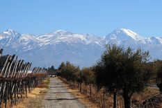 Más allá del vino, algunos productos de Mendoza se destacan por su calidad y valoración en los mercados internacionales. 