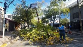 El proyecto de reforma de la normativa que regula el arbolado público en la provincia tomó ritmo en la Legislatura. El proyecto de reforma de la normativa que regula el arbolado público en la provincia tomó ritmo en la Legislatura.