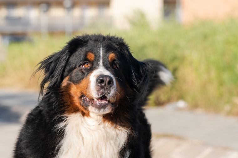 La mascota, un perro de raza, quedó irreconocible. Foto: Shutterstock