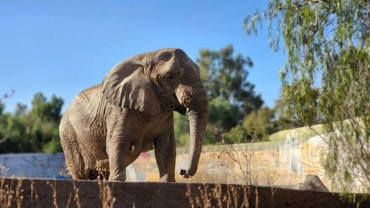 Kenya vivió 40 años en cautiverio en el Ecoparque de Mendoza. Kenya vivió 40 años en cautiverio en el Ecoparque de Mendoza.
