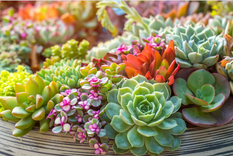 Flores, trepaderas y aromáticas son algunas de las plantas ideales para poner en el jardín. Foto: https://media.admagazine.com/photos/618a5e6896bc0f80f8b42c0e/master/w_1600%2Cc_limit/93265.jpg
