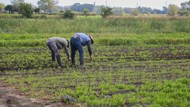 El ajo mendocino enfrenta serias complicaciones por el ingreso de China al mercado de Brasil.&nbsp;