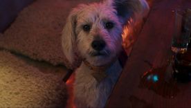 La película todavía no se estrenó, pero una teoría ya genera ansiedad por el futuro de Krypto.