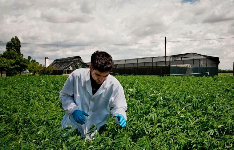 Cannabis como una alternativa medicinal. Foto: Gentileza