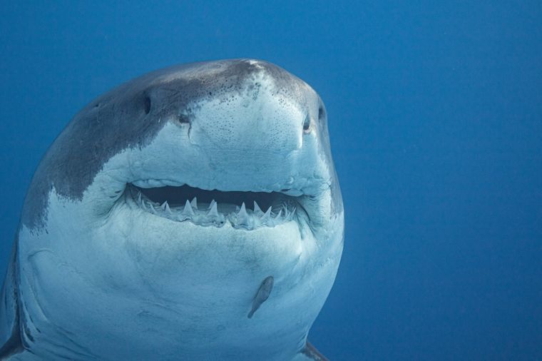 El último caso de muerte por ataque de tiburón en Australia fue el de una adolescente de 17 años, este lunes 3 de febrero. Foto: Shutterstock