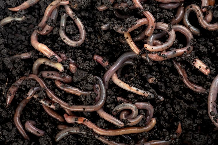El humus de lombriz transforma tu jardín en un espacio fértil, equilibrado y lleno de vida. Foto: Shutterstock El humus de lombriz transforma tu jardín en un espacio fértil, equilibrado y lleno de vida. Foto: Shutterstock