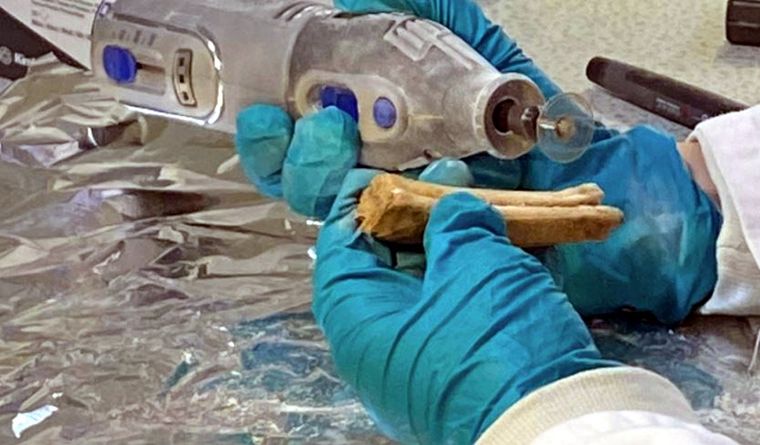 Antiguo cementerio para caballos de élite ha sido revelado en Inglaterra. Foto: Dpa.