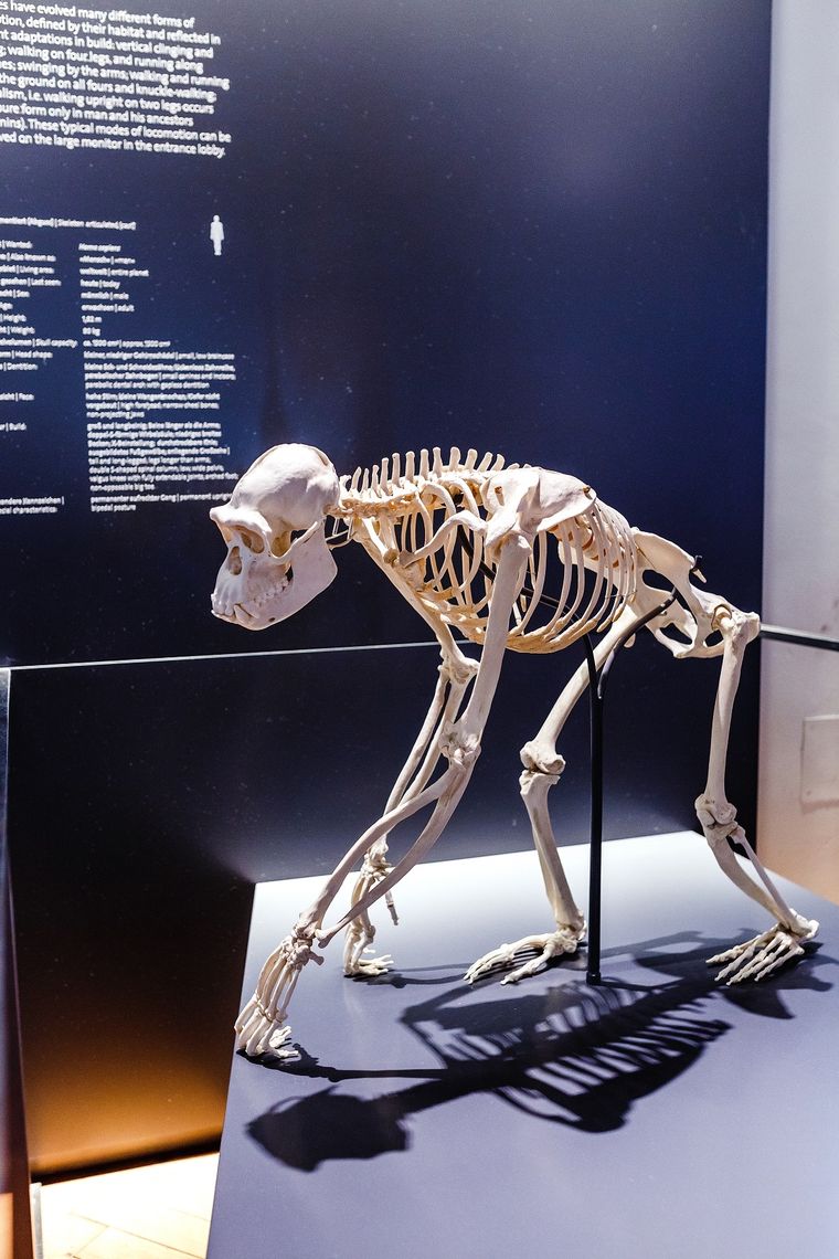 El estudio también habría revelado posibles indicios de enfermedades óseas Foto: Shutterstock