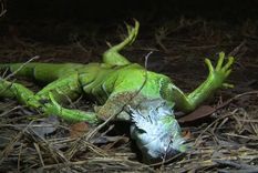 Gran cantidad de estos reptiles no resistirán el frío. Foto: Wplg. Gran cantidad de estos reptiles no resistirán el frío. Foto: Wplg.
