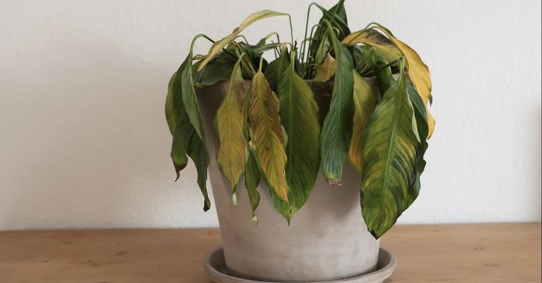 No te dejes desanimar si tus plantas lucen de esta manera Foto: Shutterstock