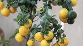 Cómo cuidar a tu limonero usando solo ajos. Foto: Shutterstock Cómo cuidar a tu limonero usando solo ajos. Foto: Shutterstock