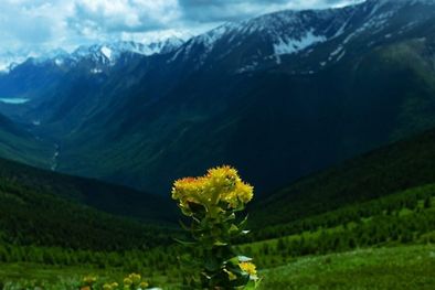 MDZol | La rhodiola.