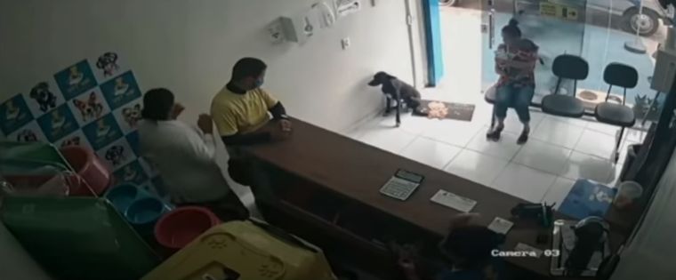 El perro herido fue solo a la veterinaria para que lo atendieran