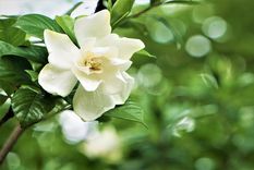 Foto: SHUTTERSTOCK