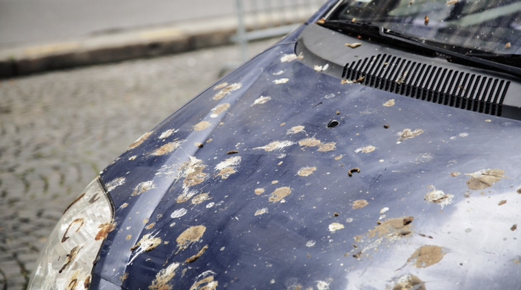 Cuanto más tiempo esté el excremento de pájaro sobre la pintura, más difícil será quitarla Foto: Shutterstock