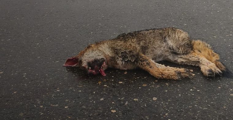 Desde Fundación Cullunche advierten que la muerte de fauna en las rutas provoca pérdida de biodiversidad y riesgos para los conductores. Desde Fundación Cullunche advierten que la muerte de fauna en las rutas provoca pérdida de biodiversidad y riesgos para los conductores.