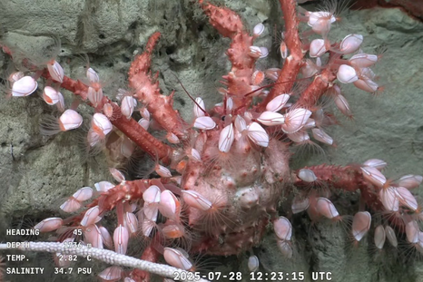 Científicos del Conicet realizan una expedición marítima a más de 2.000 metros en el fondo del mar. Científicos del Conicet realizan una expedición marítima a más de 2.000 metros en el fondo del mar.