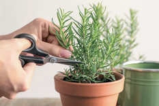 Descubre cuáles son las plantas más fáciles de cultivar en tu hogar Foto: Shutterstock