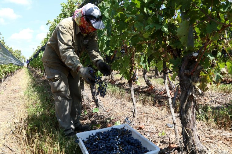 La cosecha podría ser mejor que en 2023 Foto: Maximiliano Ríos/MDZ