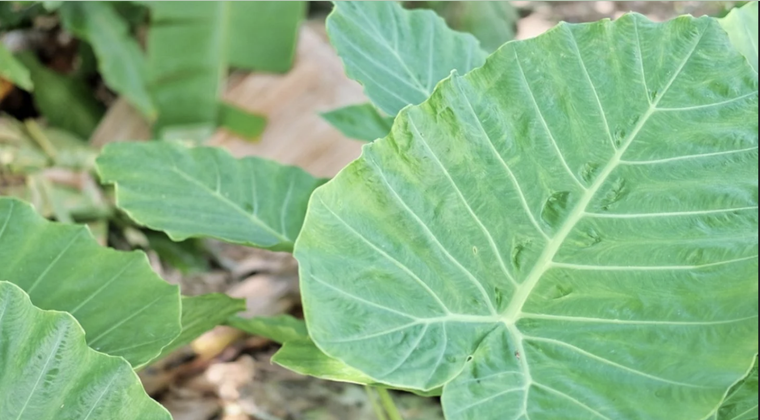 Descubre cómo cuidar esta planta de interiores originaria de Asia y Australia Foto: Pixabay