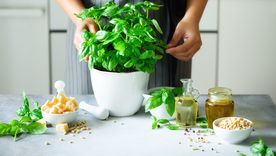 JARDÍN LA MENTA ES UNA DE LAS PLANTAS QUE AHUYENTAN PLAGAS Foto: shuterstock
