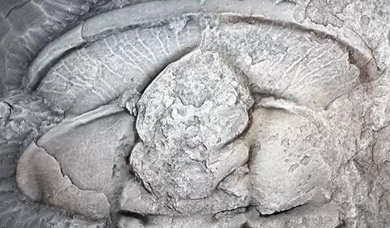 Fósil de trilobites. Foto: Efe.