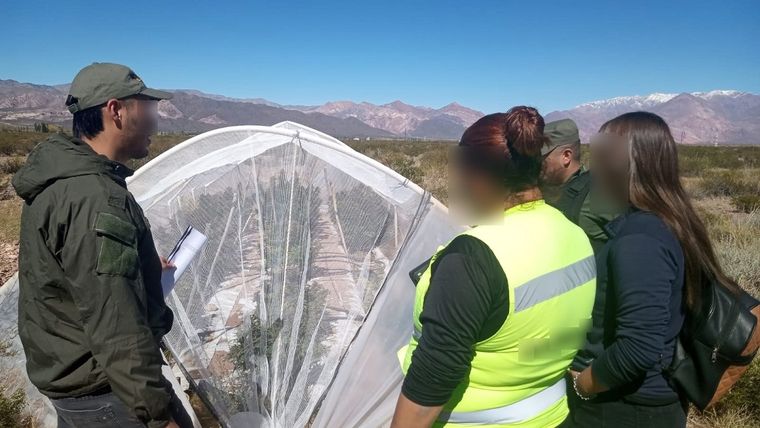 Vivero hallado a más de 2000 metros de altura Foto: Gendarmería Nacional