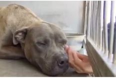 El cachorro cayó rendido.