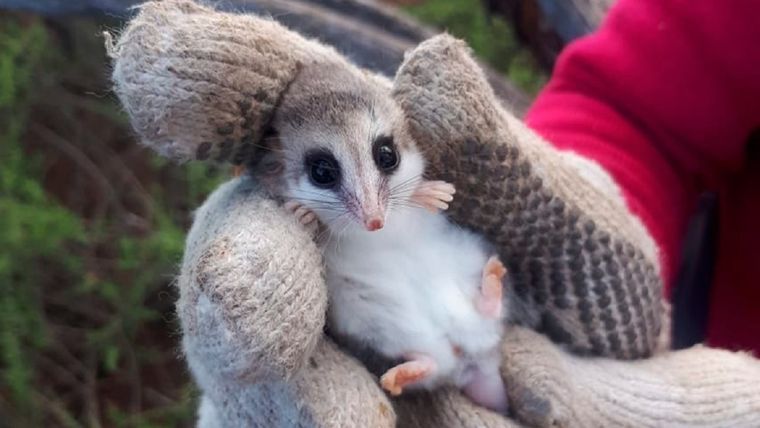 El tierno animal que vive en Mendoza y es investigado por el Conicet.