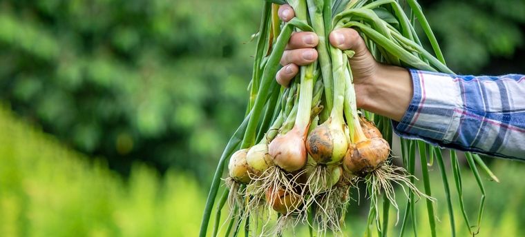 CÓMO SEMBRAR CEBOLLAS Foto: SHUTTERSTOCK