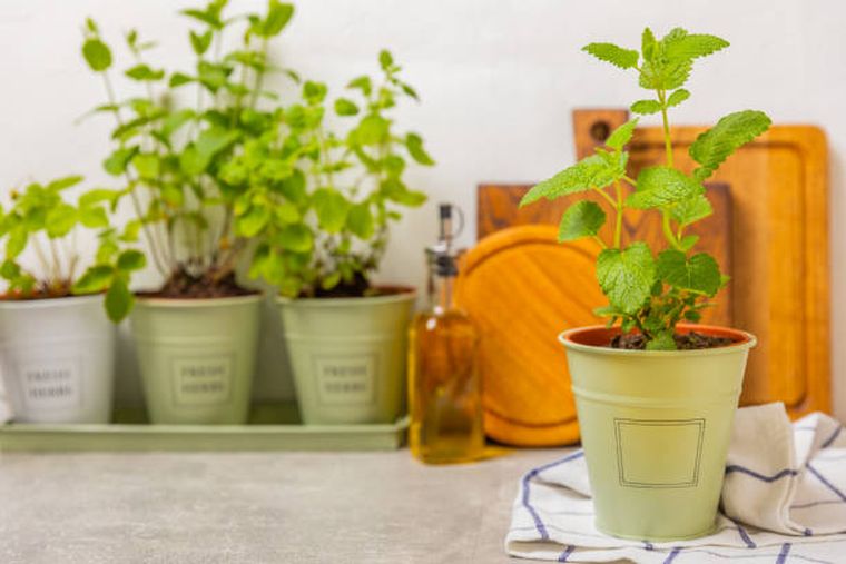 La menta es una planta que funciona como repelente para arañas. La menta es una planta que funciona como repelente para arañas. 