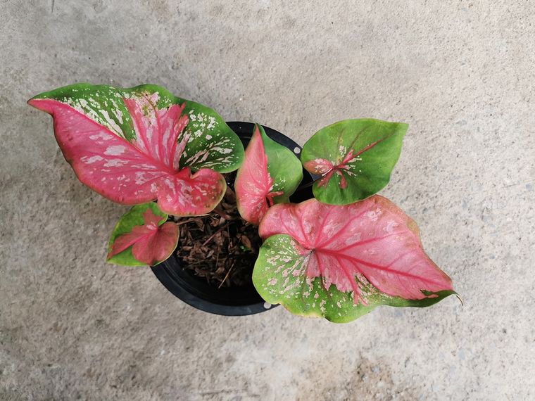 La planta tropical de un toque único al balcón.&nbsp;