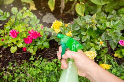 MDZol | Con este abono casero las plantas crecerán más fuertes y sanas Foto: Shutterstock