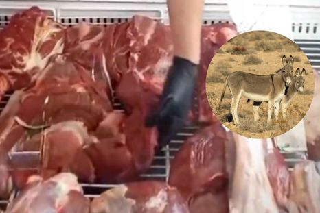 Así se vende la carne de burro en una carnicería de Trelew, Chubut. Así se vende la carne de burro en una carnicería de Trelew, Chubut.