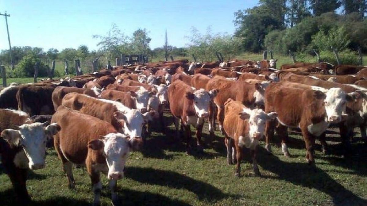La ganadería impulsa el optimismo en el agro y se activan expectativas de inversión