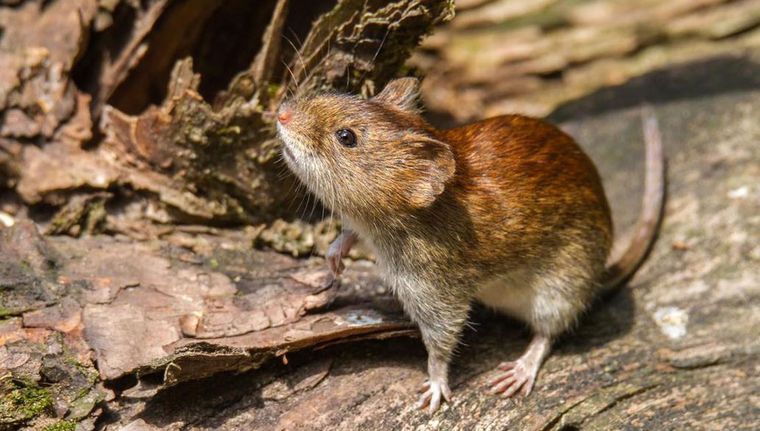 Un nuevo caso de hantavirus puso en alerta a las autoridades sanitarias de una provincia del sur