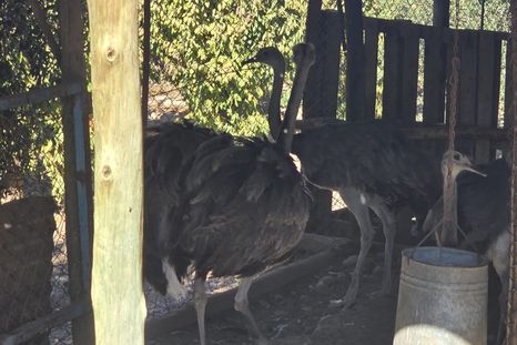 Tres ejemplares de ñandú y dos aves fueron rescatados de una finca en Maipú tras permanecer en cautiverio Tres ejemplares de ñandú y dos aves fueron rescatados de una finca en Maipú tras permanecer en cautiverio