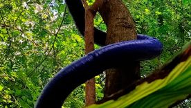 Filobot, el robot inspirado en las plantas trepadoras Foto: Gentileza mundodeportivo.com