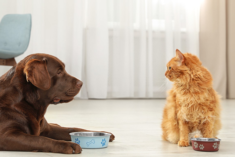 Acá están las mejores recomendaciones para alimentar bien a las mascotas. Foto: Shutterstock