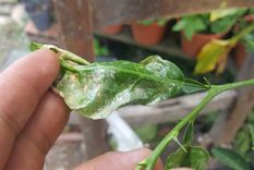 Los síntomas de esta plaga son muy característicos. Foto: You tube