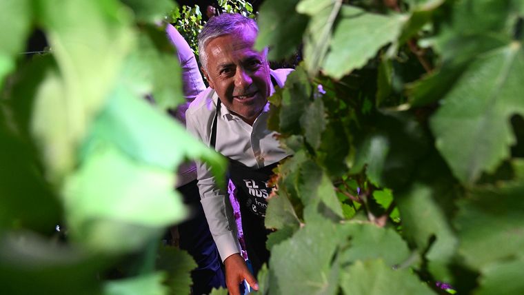 Alfredo Cornejo entre las viñas. Alfredo Cornejo entre las viñas.