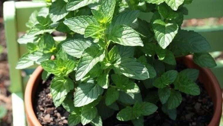Plantas por si te invaden. Plantas por si te invaden.