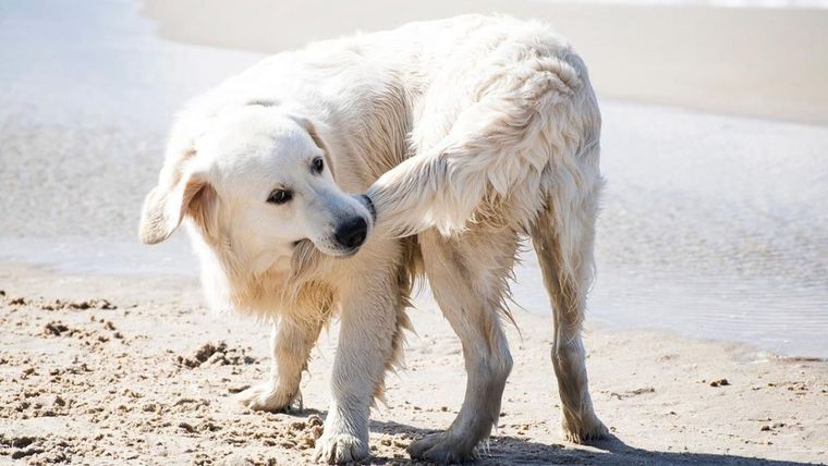 Perro, se muerde la cola, paràsitos