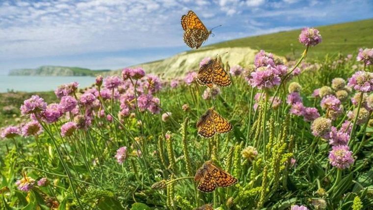 Andrew Fusek Peters capta en una sola imagen el vuelo de una mariposa de la especie doncella punteada Foto: ANDREW FUSEK PETERS