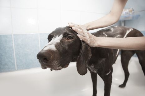 La frecuencia del baño en mascotas varía según el tipo de pelo, estilo de vida y necesidades especiales.