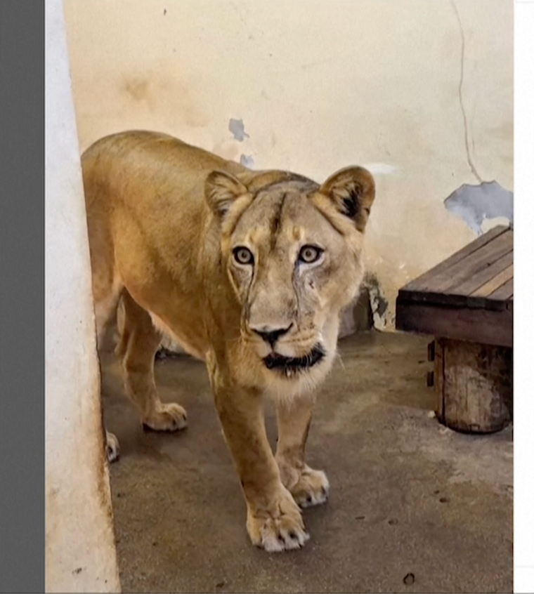 La leona del Parque Arruda Câmara ha sido puesta bajo observación luego del incidente.