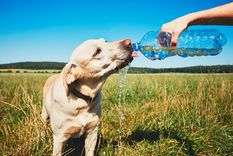 Ten estos cuidados para que tu perro no sufra el calor. Foto: Kitsap Humane Society - https://www.kitsap-humane.org/2021/05/how-to-make-the-most-of-hot-summer-weather-pet-safety-tips/