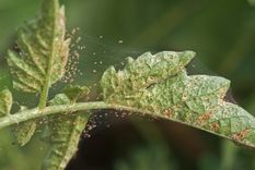 Las arañas rojas se alimentan de las células de las plantas Foto: Shutterstock