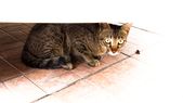 Un gato puede intoxicarse si juega o come cucarachas dentro del hogar. Foto: Shutterstock Un gato puede intoxicarse si juega o come cucarachas dentro del hogar. Foto: Shutterstock